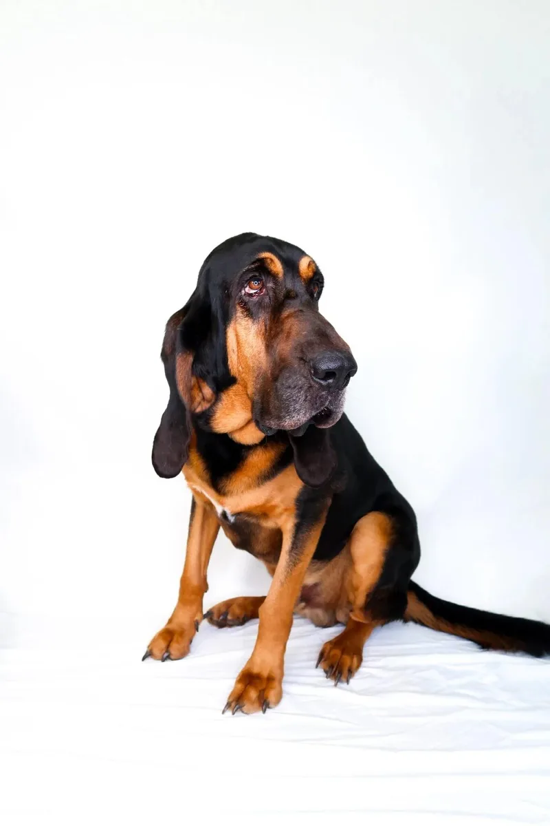 An adult extra large-sized male Black Bloodhound dog named Cletus for adoption in Bixby, OK