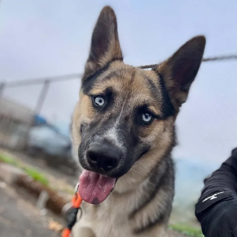 An adult medium-sized male German Shepherd Dog dog named Alto for adoption in Tacoma, WA