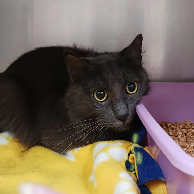 An adult medium-sized male Gray / Blue / Silver Domestic Medium Hair cat named Artimus for adoption in Galveston, TX