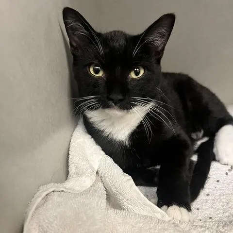 A baby small-sized female Black Domestic Short Hair cat named Moxi for adoption in Dayton, OH
