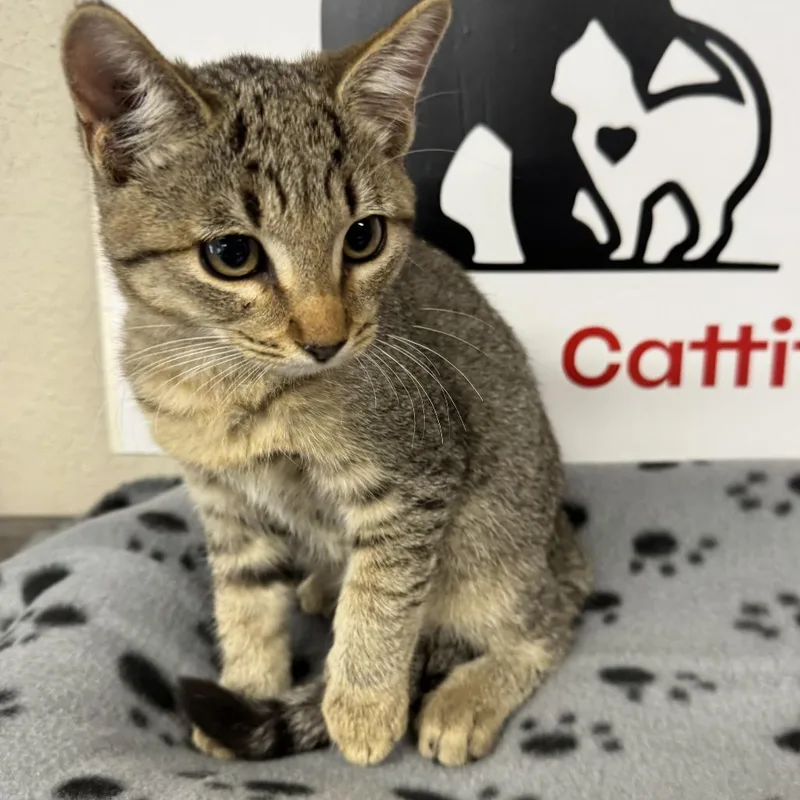 A baby small-sized female Domestic Short Hair cat named Allegiant for adoption in Incline Village, NV