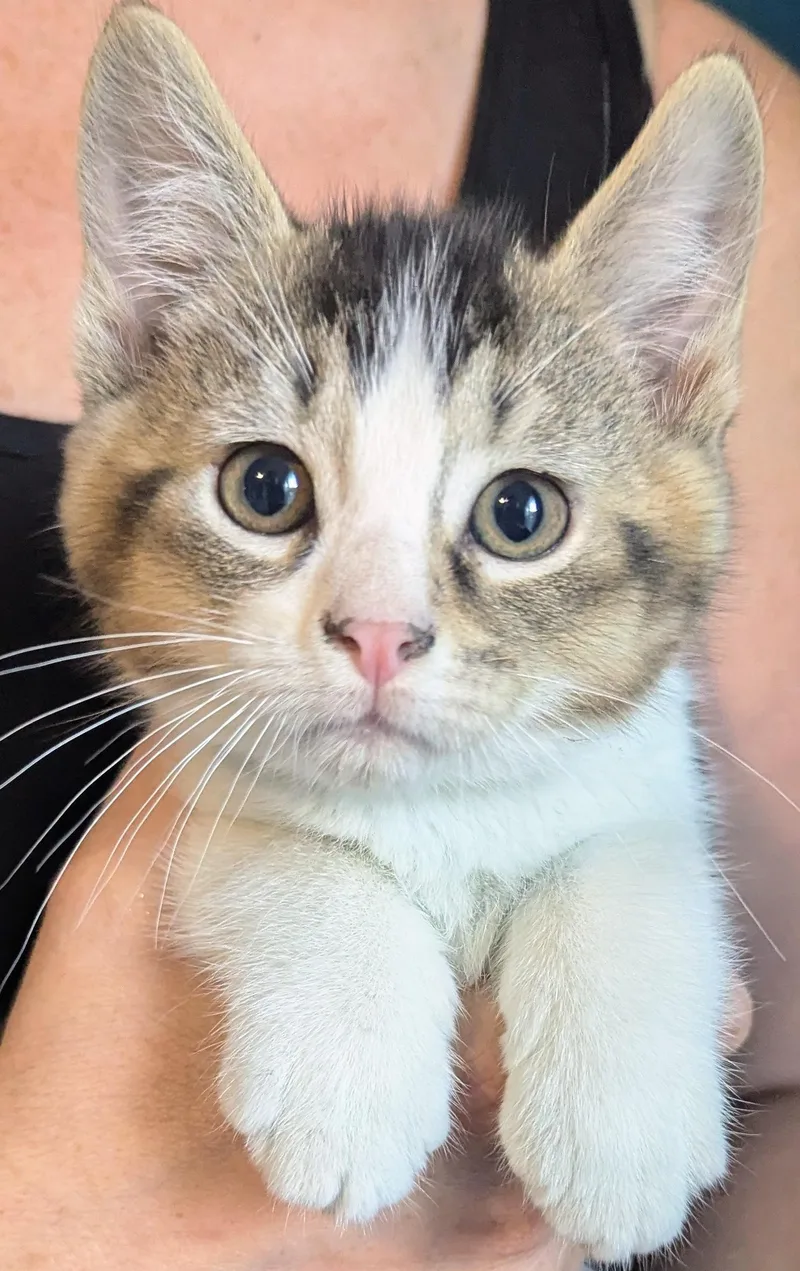 A baby small-sized male Domestic Short Hair cat named Coconut for adoption in BREINIGSVILLE, PA
