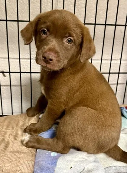 A baby medium-sized male Black Mouth Cur dog named Murphy for adoption in Picayune, MS