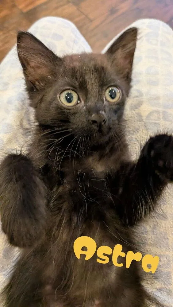A baby small-sized female Domestic Short Hair cat named Astra for adoption in Orlando, FL
