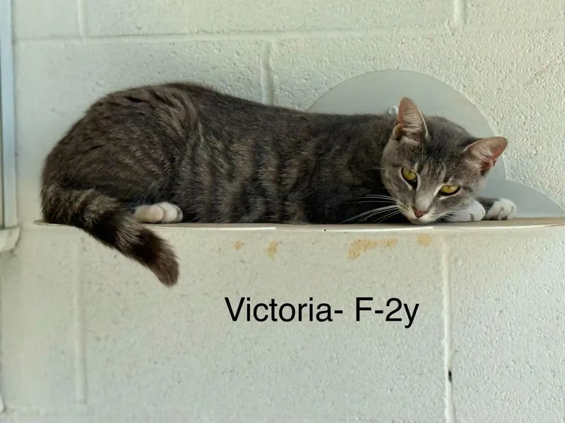 A young small-sized female Domestic Short Hair cat named Victoria for adoption in Waverly, TN