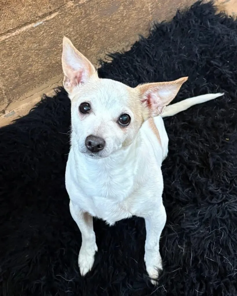 An adult small-sized female White / Cream Chihuahua dog named Miley for adoption in New Windsor, NY