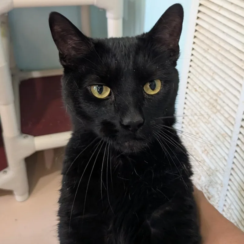 An adult small-sized male Black Domestic Short Hair cat named Exxon for adoption in Rocky Mount, VA