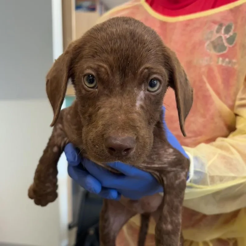 A baby small-sized male Brown / Chocolate Mixed Breed dog named Summit for adoption in Marshall, TX