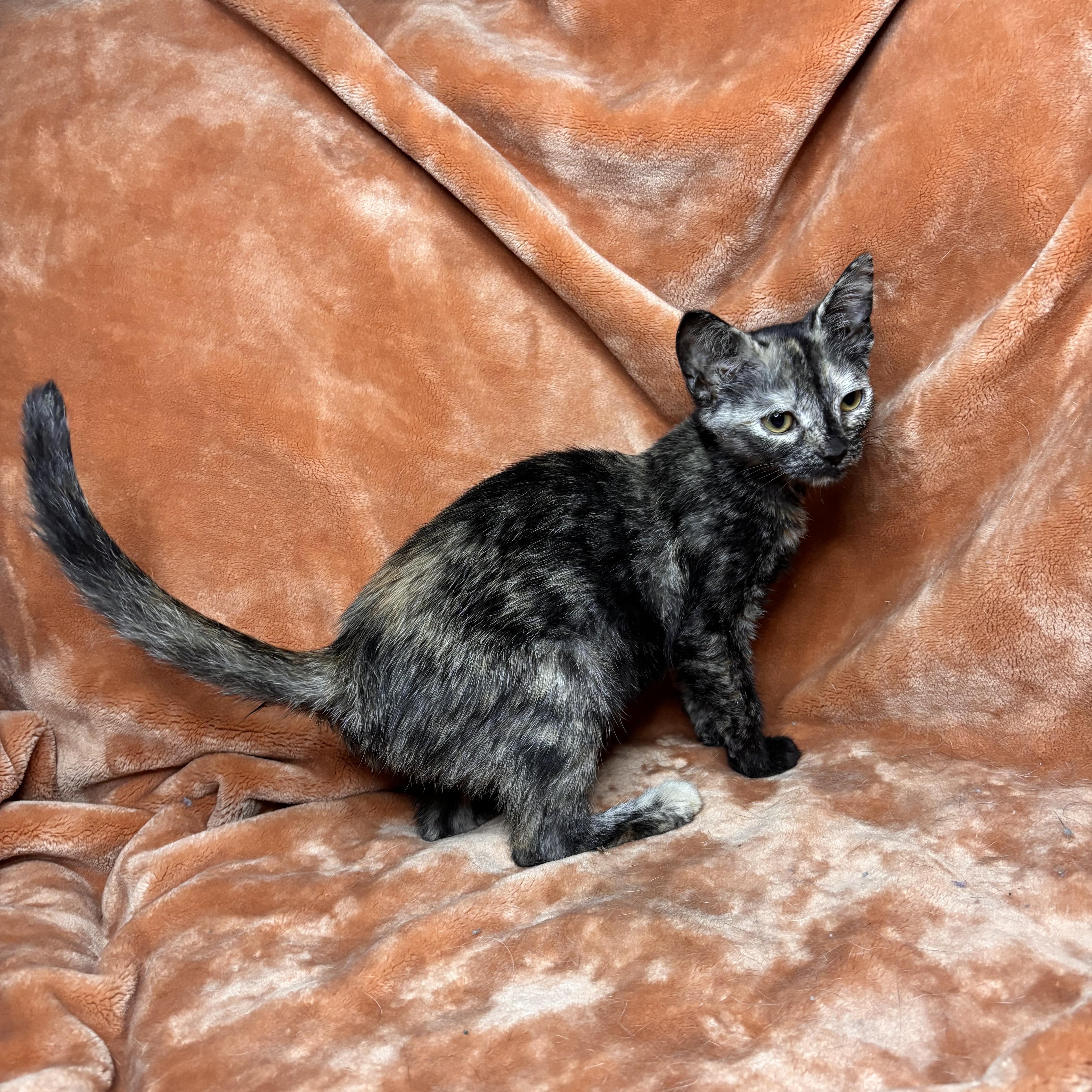 A baby medium-sized female Tortoiseshell cat named Dahlia for adoption in Woodlawn, TN