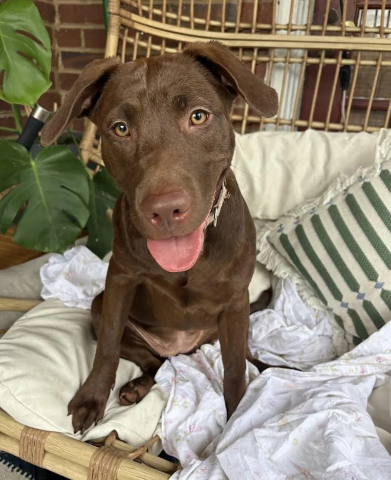A young medium-sized female Brown / Chocolate Chocolate Labrador Retriever dog named Cocoa Puff for adoption in Franklin, TN