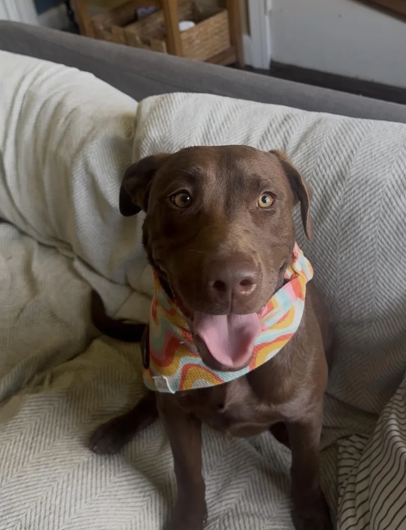 Cocoa Puff thumbnail 2