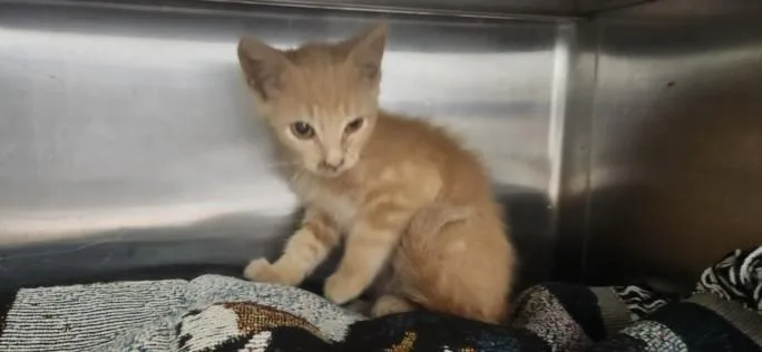 A baby small-sized male Domestic Short Hair cat named Woody for adoption in Los Angeles, CA