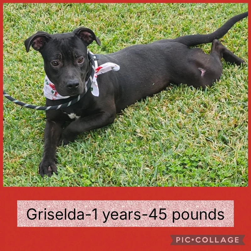 Griselda