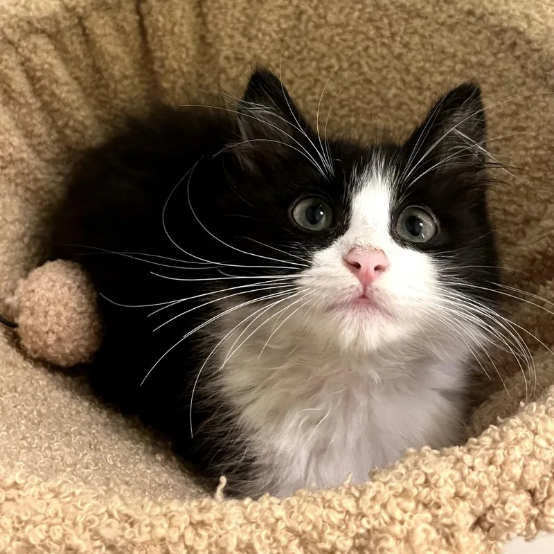 A baby small-sized male Black Domestic Medium Hair cat named Bo for adoption in Long Beach, CA