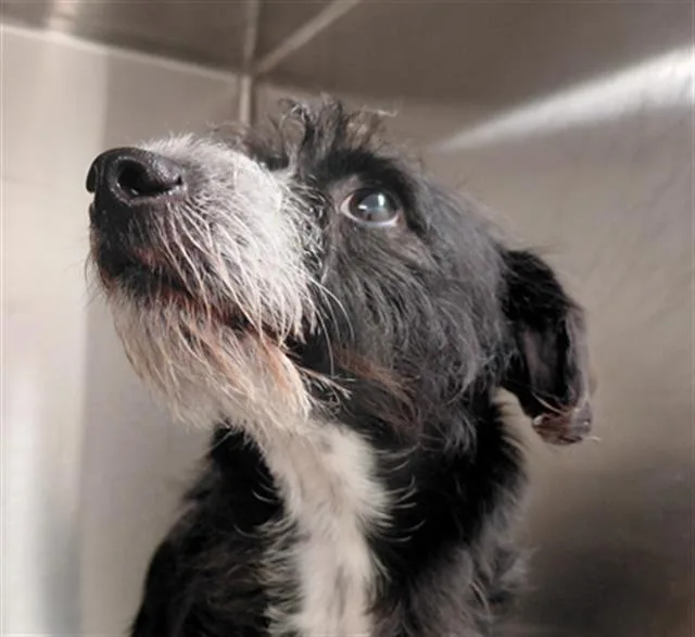 A young medium-sized male Dachshund dog named Max for adoption in Houston, TX