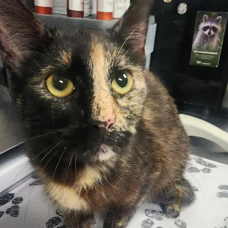 A young medium-sized female Black Domestic Short Hair cat named Minnie for adoption in Greenville, SC