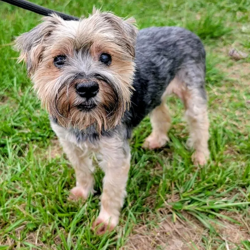A senior small-sized male Yellow / Tan / Blond / Fawn Yorkshire Terrier dog named Carlitos for adoption in Houston, TX