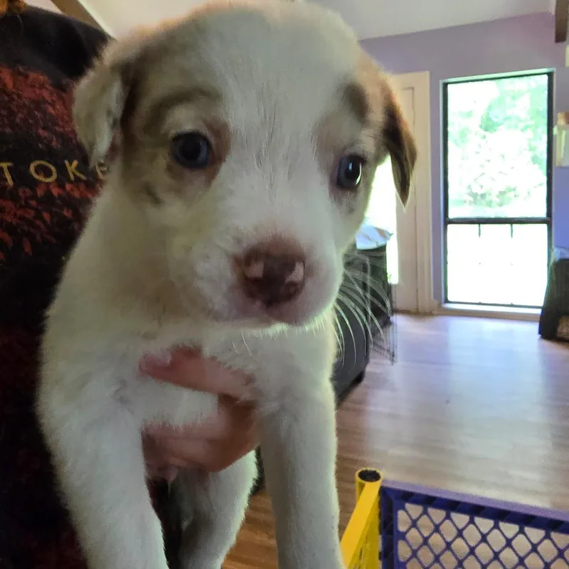 A baby medium-sized female Australian Shepherd dog named Jitterbug for adoption in Conway, AR
