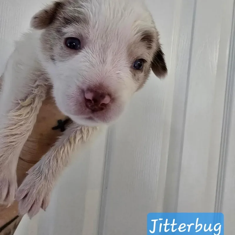 Jitterbug thumbnail 4