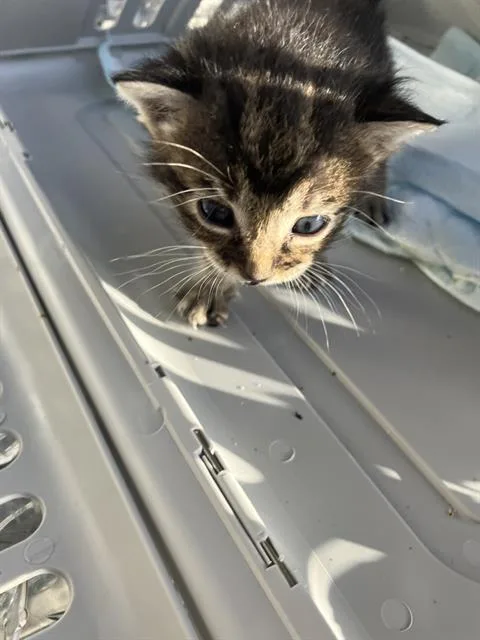 A baby small-sized male Domestic Short Hair cat named Waldo for adoption in Dallas, TX