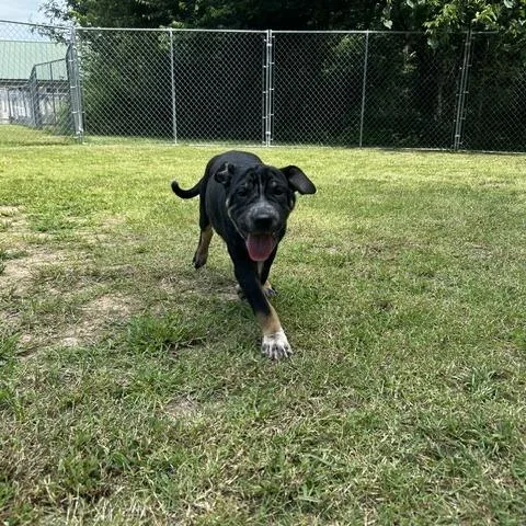 A baby medium-sized male Black Mixed Breed dog named Waylon for adoption in Poplar Bluff, MO