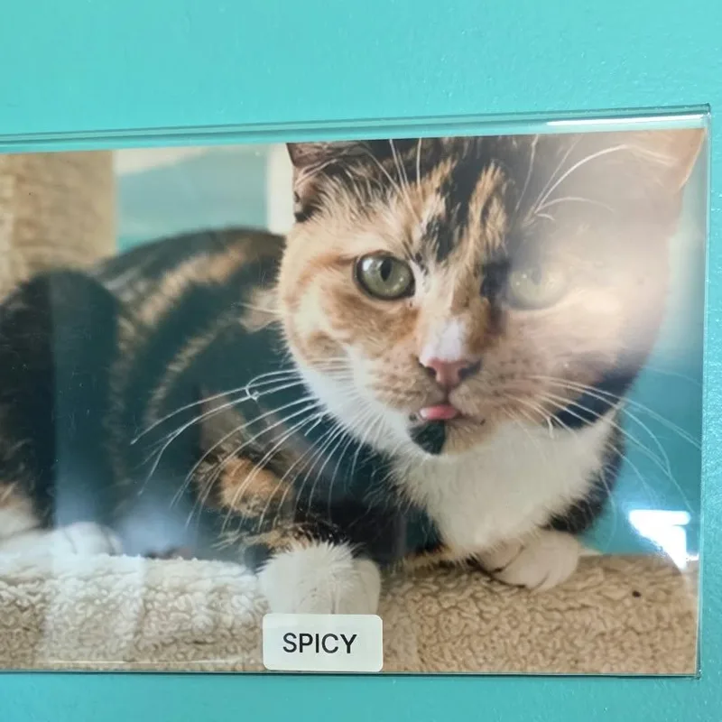 A young medium-sized female Tortoiseshell Domestic Short Hair cat named Spicy for adoption in Petersburg, IN