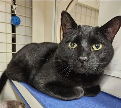 A senior large-sized male Black Domestic Short Hair cat named Midnight for adoption in Kansas City, MO