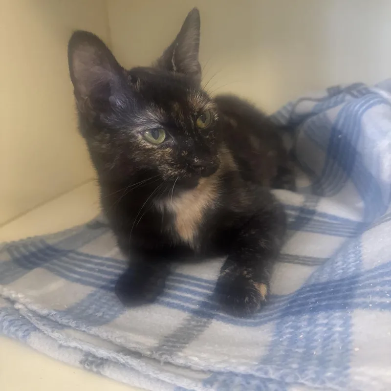 A baby small-sized female Tortoiseshell Domestic Short Hair cat named Pepper for adoption in Lake Jackson, TX