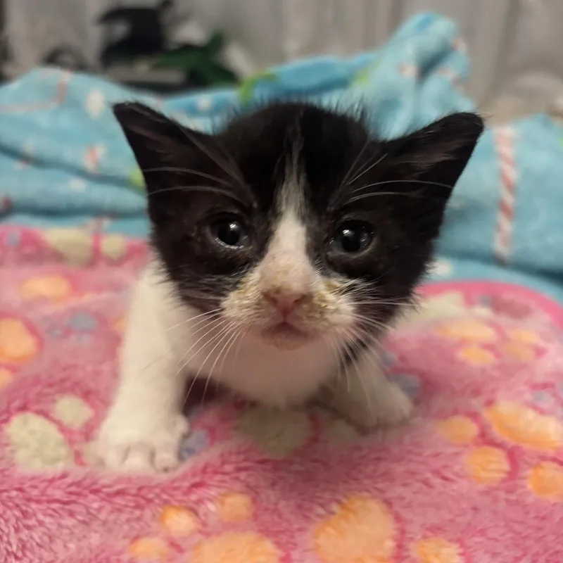 A baby small-sized female Black Domestic Short Hair cat named Pixie for adoption in Pauls Valley, OK