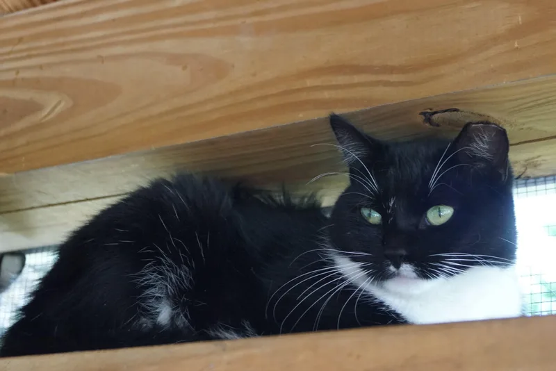 Francesca thumbnail 2