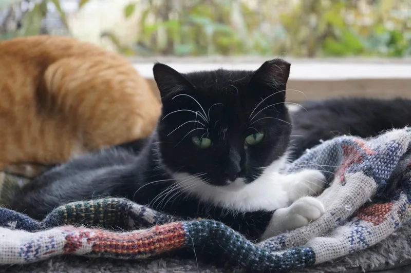 Francesca thumbnail 4