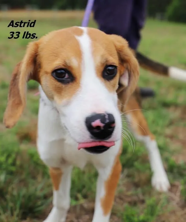 A baby medium-sized female Mixed Breed dog named Astrid for adoption in Oxford, NC