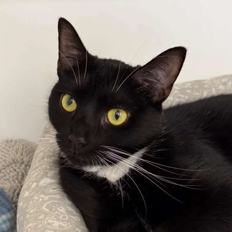 A young medium-sized female Domestic Short Hair cat named Winnie for adoption in Cumming, GA