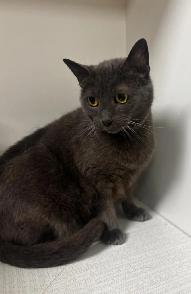 A senior large-sized female American Shorthair cat named Darby for adoption in Greenfield, IN