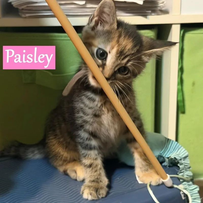 A baby medium-sized female Domestic Short Hair cat named Paisley for adoption in Hoover , AL