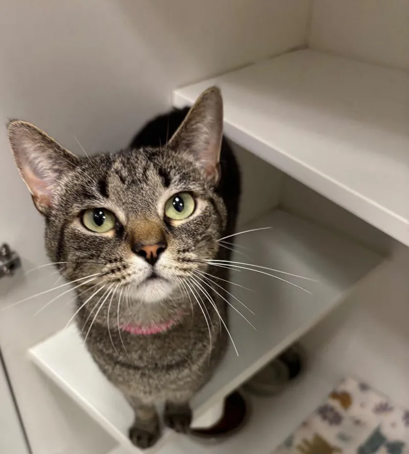 An adult medium-sized female Domestic Short Hair cat named Brie for adoption in Frankfort, KY