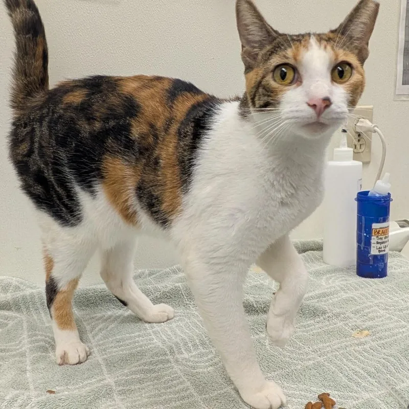 A young medium-sized female Domestic Short Hair cat named Torterra for adoption in Oshkosh, WI