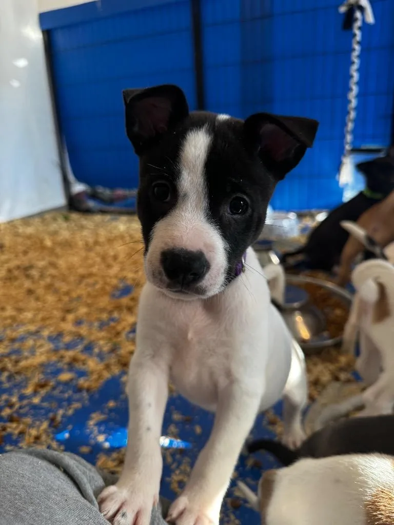 A baby medium-sized female Mixed Breed dog named Boggle Dark Purple for adoption in Charlotte, MI