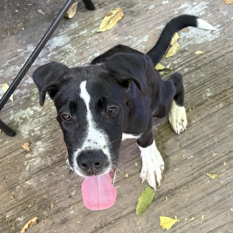 A baby small-sized male Black Pit Bull Terrier dog named Salem for adoption in Los Angeles, CA