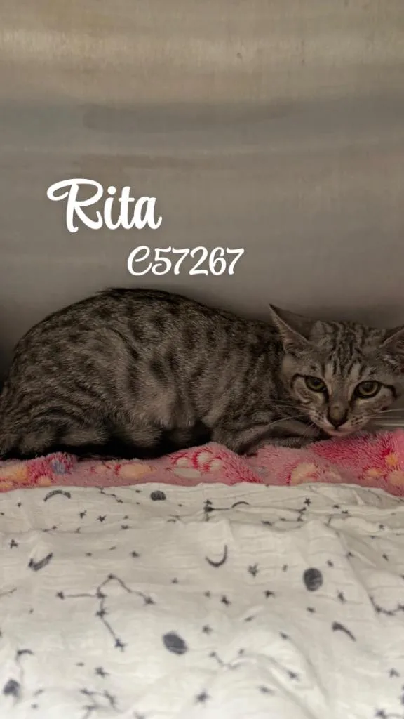 A baby medium-sized female Domestic Short Hair cat named Rita for adoption in Clarksville, TN