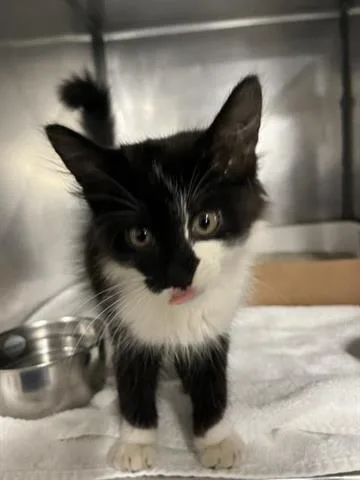 A baby small-sized female Domestic Short Hair cat named Panda for adoption in Panama City, FL