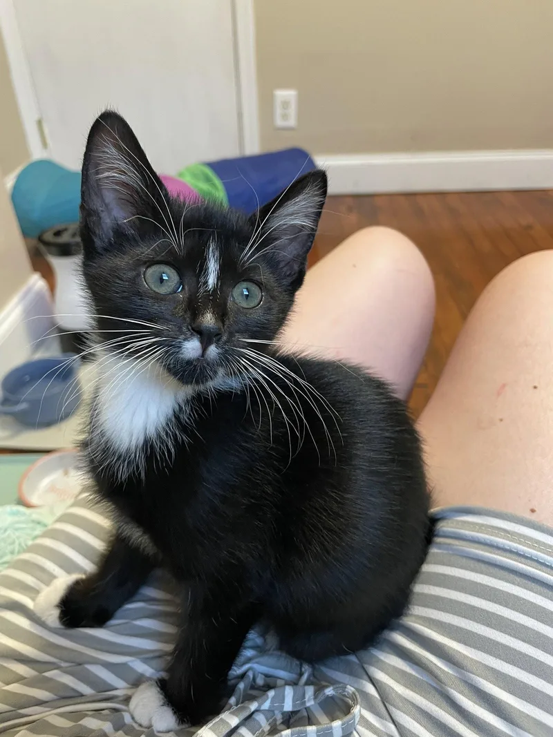 A baby small-sized female Domestic Short Hair cat named Audrey for adoption in Philadelphia, PA