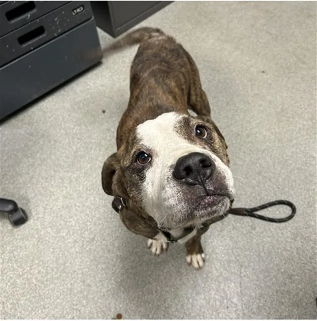 An adult medium-sized male American Bulldog dog named Art for adoption in Lincolnton, NC