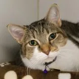 An adult large-sized female Tabby (Brown / Chocolate) Domestic Short Hair cat named Mewmew for adoption in Lansing, MI