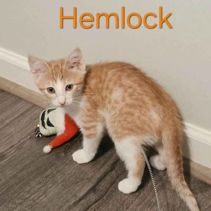 A baby medium-sized female Orange & White Domestic Short Hair cat named Hemlock for adoption in Murfreesboro, TN