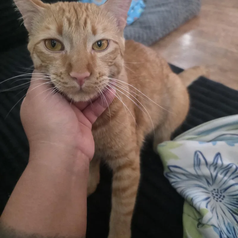 A young medium-sized male Orange / Red Domestic Short Hair cat named Cheese for adoption in Sandia Park, NM