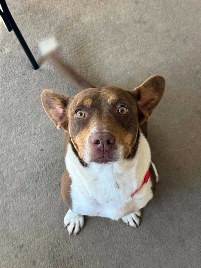 A young medium-sized female Terrier dog named Ruby for adoption in Denver, CO