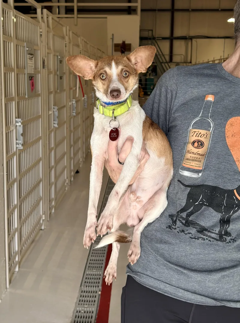An adult small-sized male Terrier dog named Vern for adoption in Chicago, IL