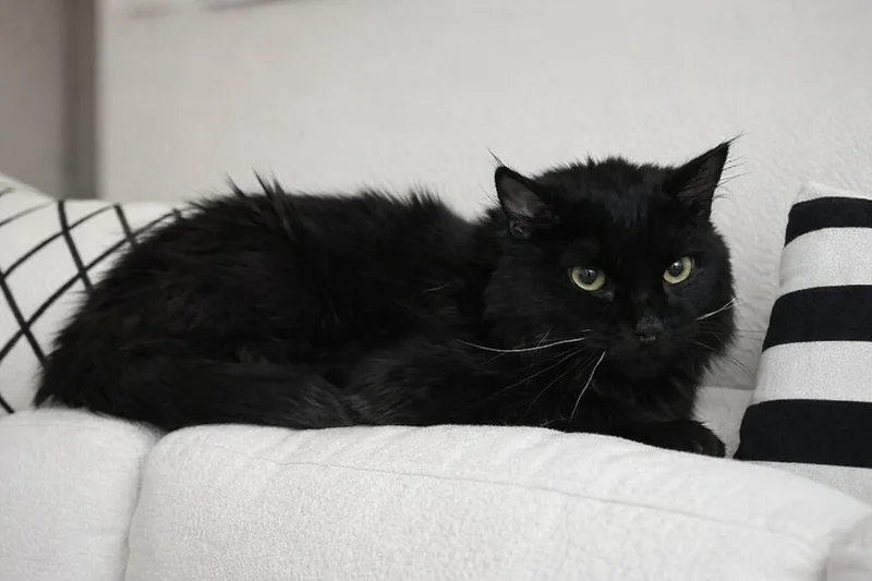 A young medium-sized male Black Domestic Short Hair cat named Ash for adoption in Spring Brook, NY