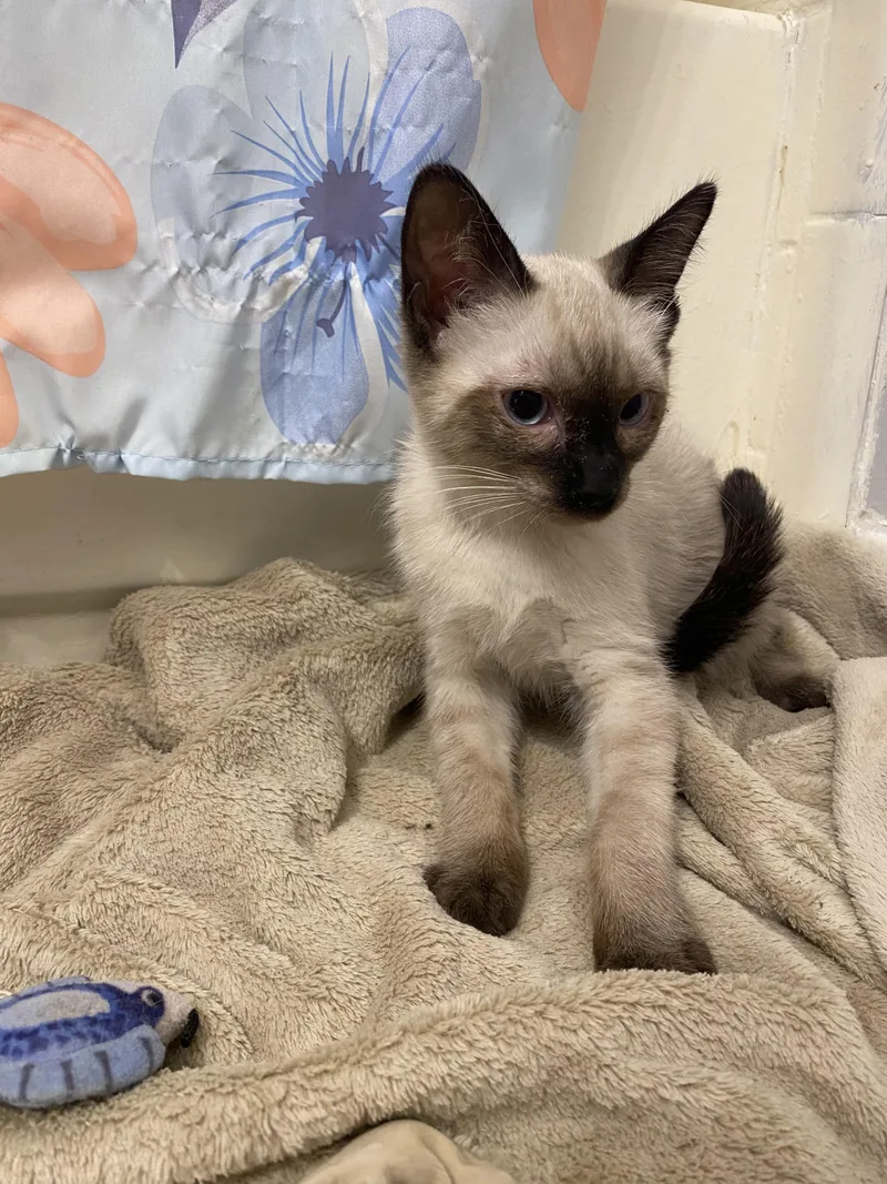 A baby medium-sized male Seal Point Siamese cat named Jaafar Jackson for adoption in Mobile, AL